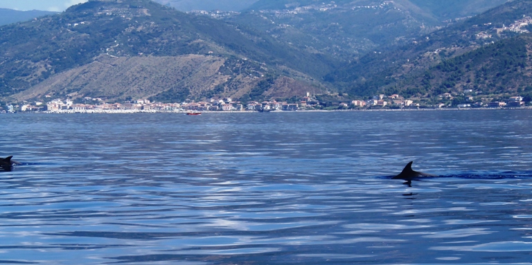 delfini tursiope nel cilento il cilentano pioppi acciaroli avvistamento tursiopi