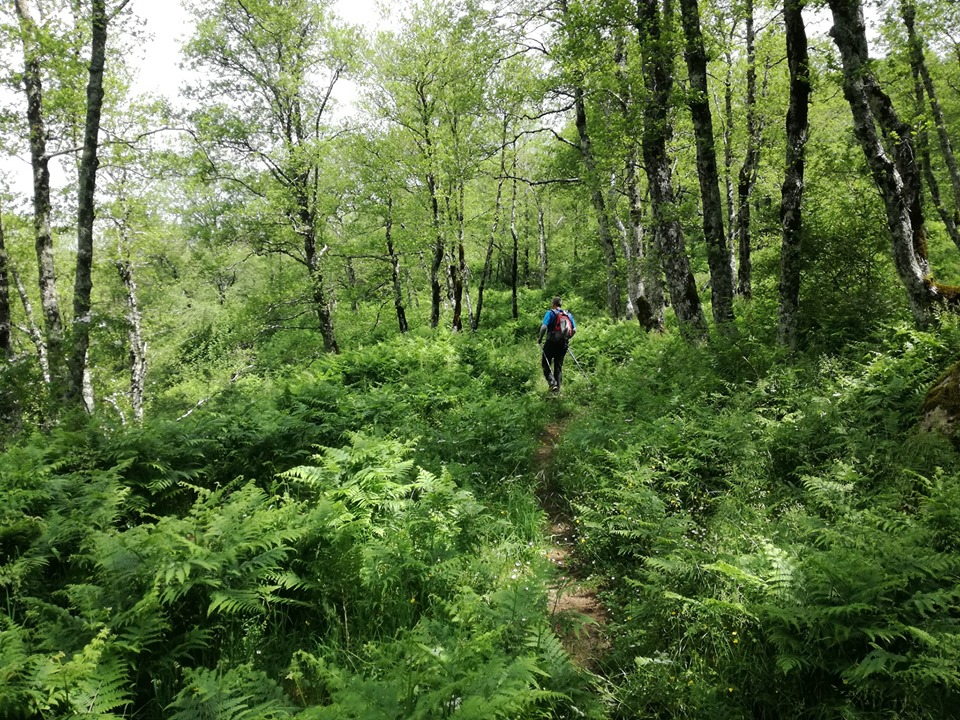 Il sentiero della Primula trekking a Capo Palinuro cilento il cilentano (1)