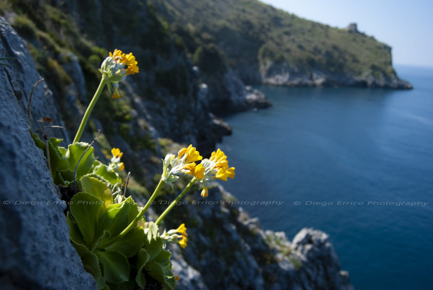 Il sentiero della primula trekking a capo palinuro primula palinuri il cilentano cilelnto