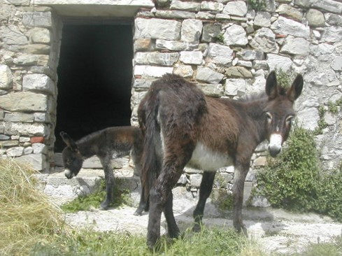 La ciucciopolitana del cilento, le ciucciovie dei sentieri trekking Cilentani di Angelo Avagliano il cilentano (1)