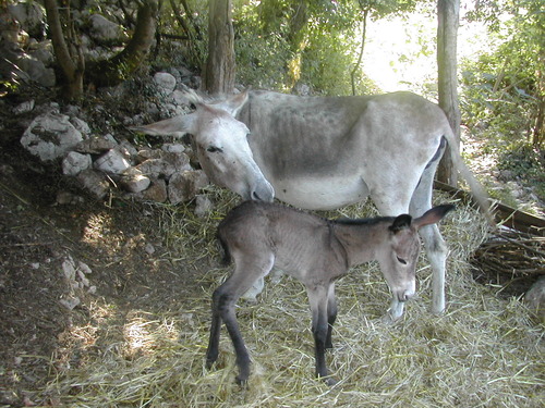 La ciucciopolitana del cilento, le ciucciovie dei sentieri trekking Cilentani di Angelo Avagliano il cilentano (2)