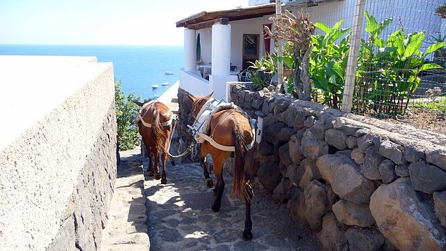 Trekking con asini nel cilento ad ascea mandia il cilentano (1)