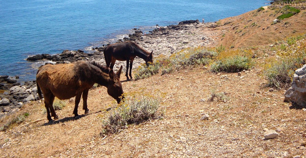 ciucciopolitana del cilento, la ciucciovia tra sentieri trekking cilentano, il cilento, cilentani - (2)