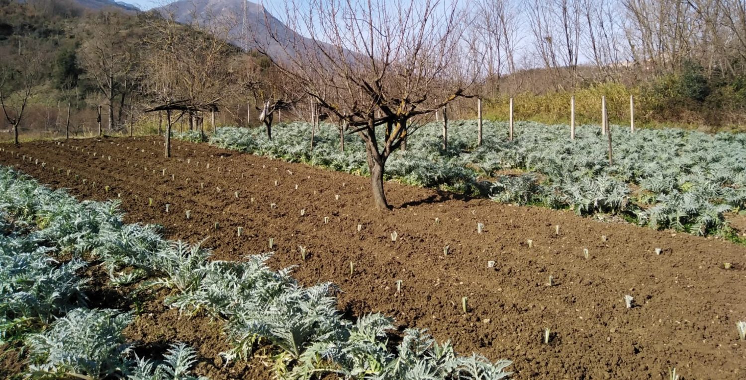 Carciofi bianchi di Pertosa_Presidio Slow Food del Cilento