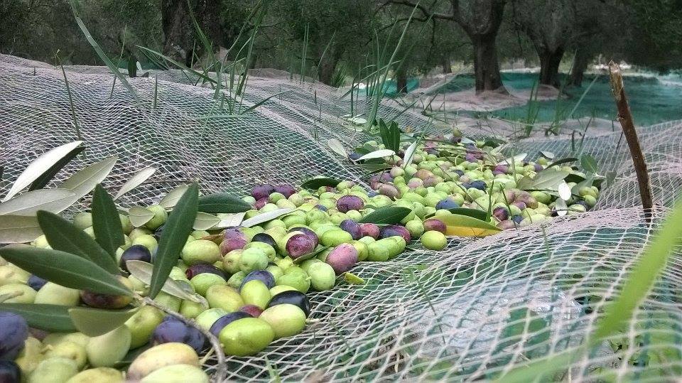 Olio del Cilento Olive