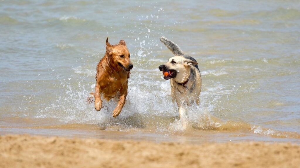 Spiaggia per cani ad AScea Marina