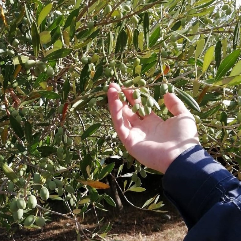 olio-del-cilento-olive-cilentane