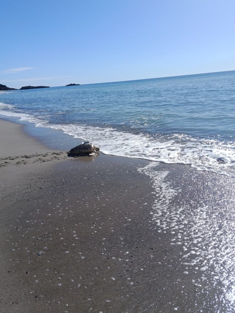 tartarughe marine ascea